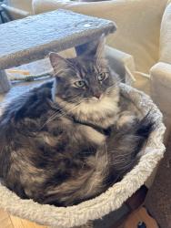 Lost Female Cat last seen Next to Dorothy Erskine Park, San Francisco, CA 94131