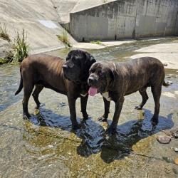Found/Stray Female Dog last seen Near W Market St, Long Beach, CA 90805, Long Beach, CA 90805