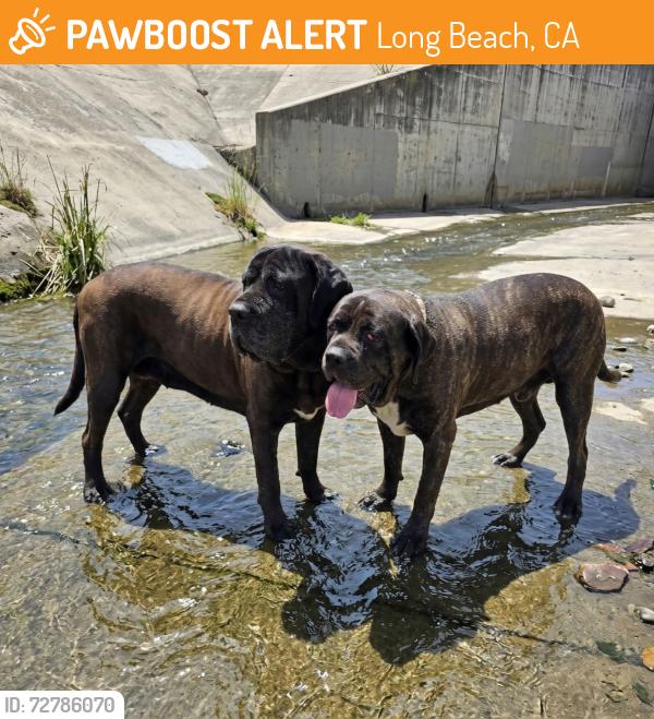 Found/Stray Female Dog last seen Near W Market St, Long Beach, CA 90805, Long Beach, CA 90805