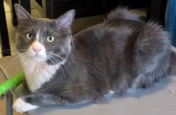 Lost Male Cat last seen Rich beem / Eastbrook dr., El Paso, TX 79938
