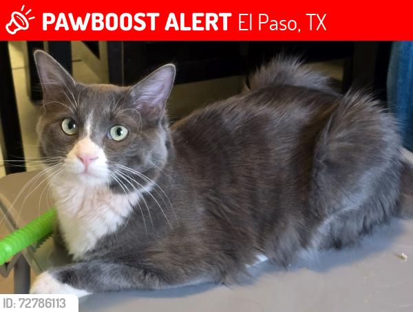 Lost Male Cat last seen Rich beem / Eastbrook dr., El Paso, TX 79938