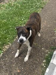 Found/Stray Unknown Dog last seen Beech & Burgess , Charleston, WV 25302