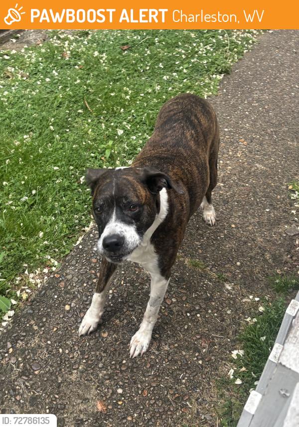 Found/Stray Unknown Dog last seen Beech & Burgess , Charleston, WV 25302