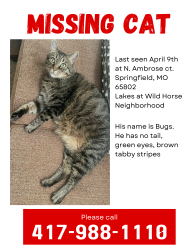 Lost Male Cat last seen Lakes at wildhorse neighborhood , Springfield, MO 65802