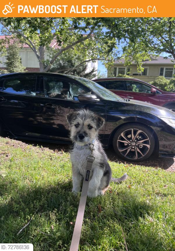 Found/Stray Male Dog last seen Orange Avenue and Berna Way , Sacramento, CA 95823