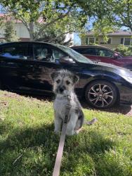 Found/Stray Male Dog last seen Orange Avenue and Berna Way , Sacramento, CA 95823