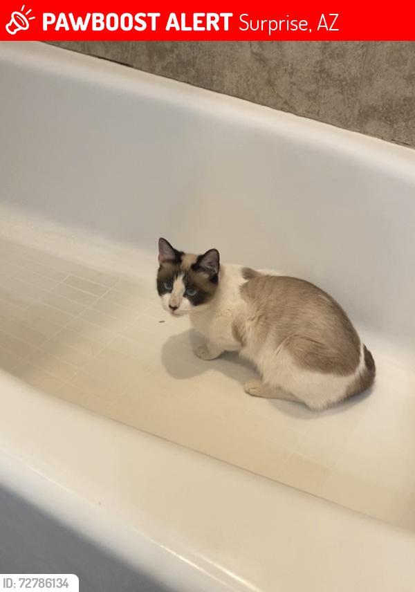 Lost Female Cat last seen Roy Roger’s and 181st Ave, Surprise, AZ 85387
