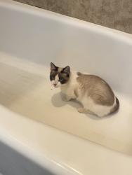 Lost Female Cat last seen Roy Roger’s and 181st Ave, Surprise, AZ 85387