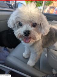 Lost Male Dog last seen Norris and Raincheck, Bakersfield, CA 93312