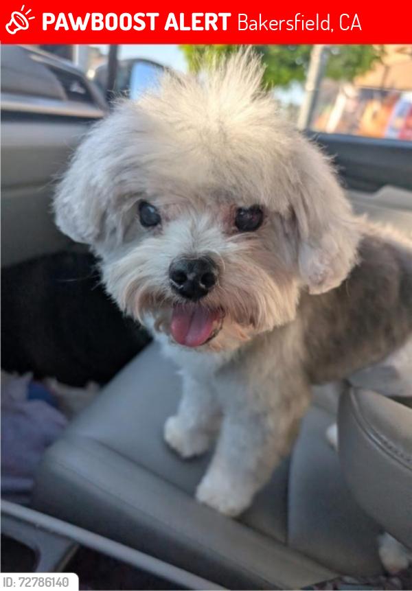 Lost Male Dog last seen Norris and Raincheck, Bakersfield, CA 93312