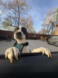 Lost Male Dog last seen Near , Denver, CO 80212