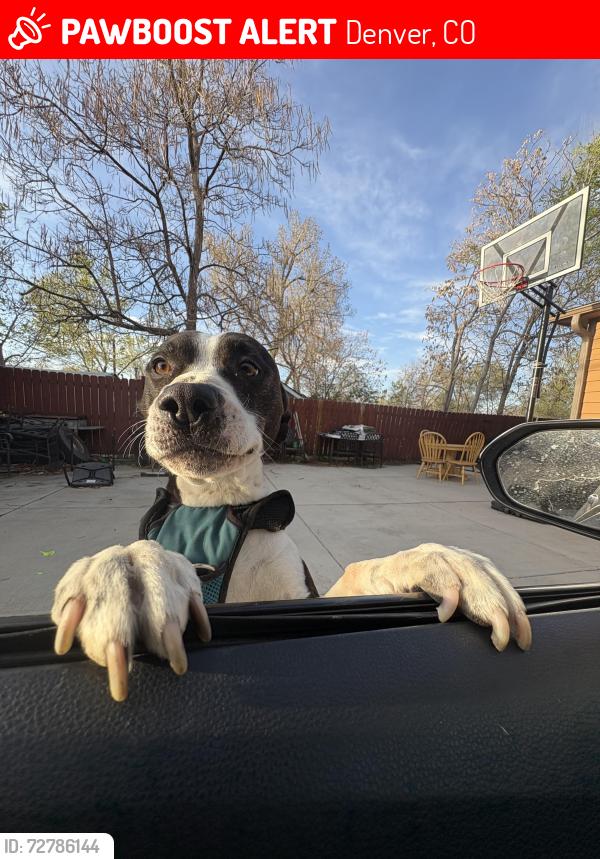 Lost Male Dog last seen Near , Denver, CO 80212