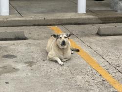 Found/Stray Unknown Dog last seen Chevron Station at 13403 Stagecoach Rd, Magnolia, TX 77355, Magnolia, TX 77355