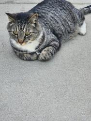 Lost Male Cat last seen Hewitt and Washington , San Jacinto, CA 92583