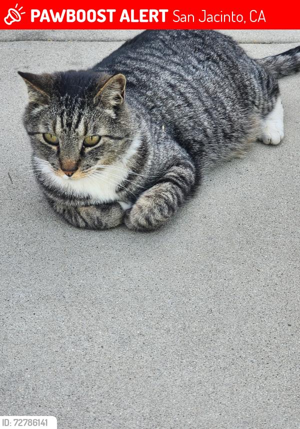 Lost Male Cat last seen Hewitt and Washington , San Jacinto, CA 92583