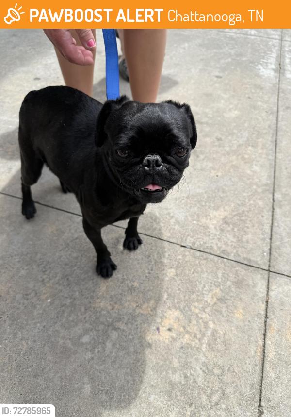 Found/Stray Unknown Dog last seen Willard rd, Chattanooga, TN 37406