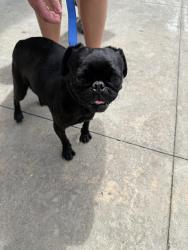 Found/Stray Unknown Dog last seen Willard rd, Chattanooga, TN 37406