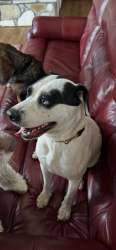 Found/Stray Female Dog last seen Thominson loop, Connelly Springs, NC 28612