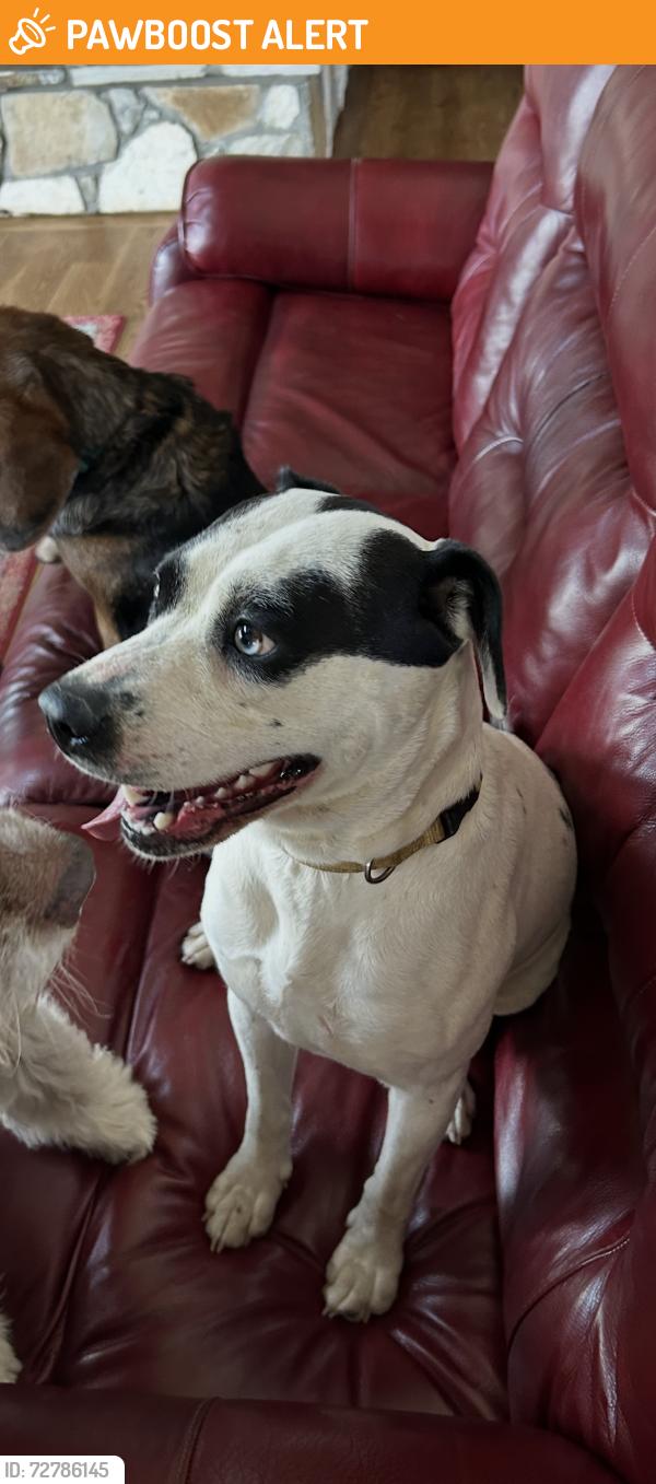 Found/Stray Female Dog last seen Thominson loop, Connelly Springs, NC 28612