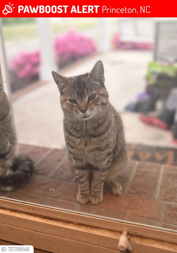 Lost Female Cat last seen WC Braswell Road, Princeton, NC 27569
