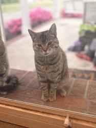 Lost Female Cat last seen WC Braswell Road, Princeton, NC 27569