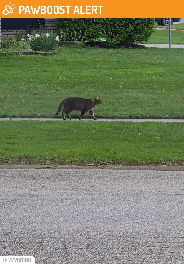 Found/Stray Unknown Cat last seen Middleburg heights metroparks , Middleburg Heights, OH 44130