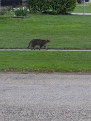 Found/Stray Unknown Cat last seen Middleburg heights metroparks , Middleburg Heights, OH 44130