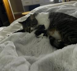 Lost Male Cat last seen robb and chase lake rd, Fowlerville, MI 48836