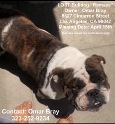 Lost Male Dog last seen Manchester / Van ness, Los Angeles, CA 90047