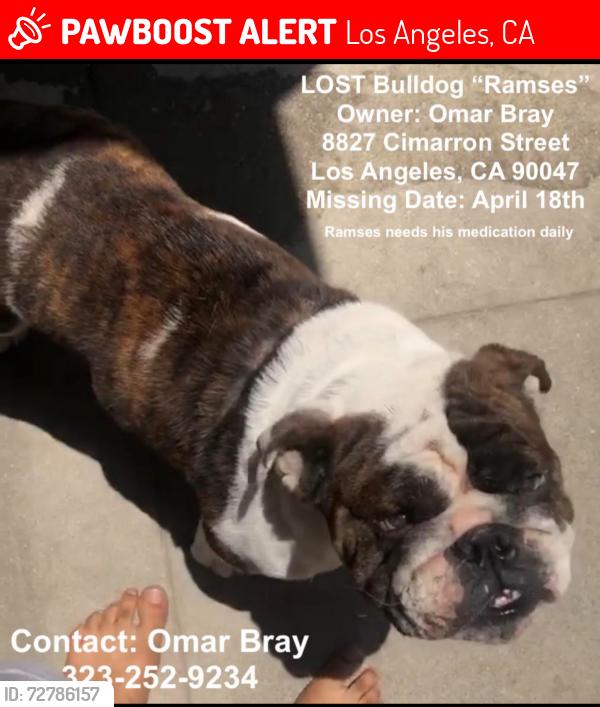 Lost Male Dog last seen Manchester / Van ness, Los Angeles, CA 90047