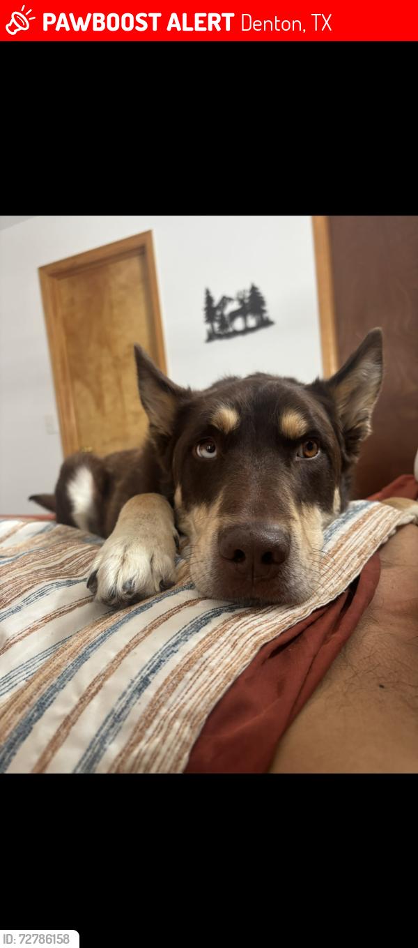 Lost Male Dog last seen McKinney st , Denton, TX 76209