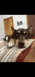 Lost Male Dog last seen McKinney st , Denton, TX 76209