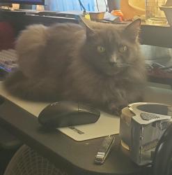 Lost Female Cat last seen Southwest Middle School, San Diego, CA 92154