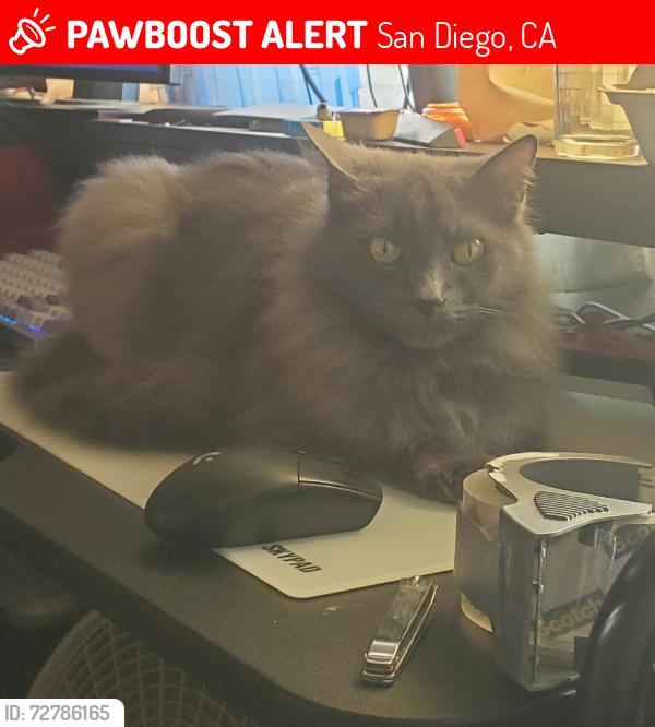 Lost Female Cat last seen Southwest Middle School, San Diego, CA 92154