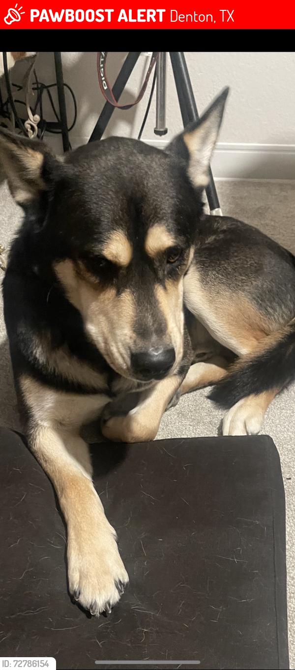 Lost Male Dog last seen McKinney st , Denton, TX 76209