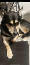 Lost Male Dog last seen McKinney st , Denton, TX 76209
