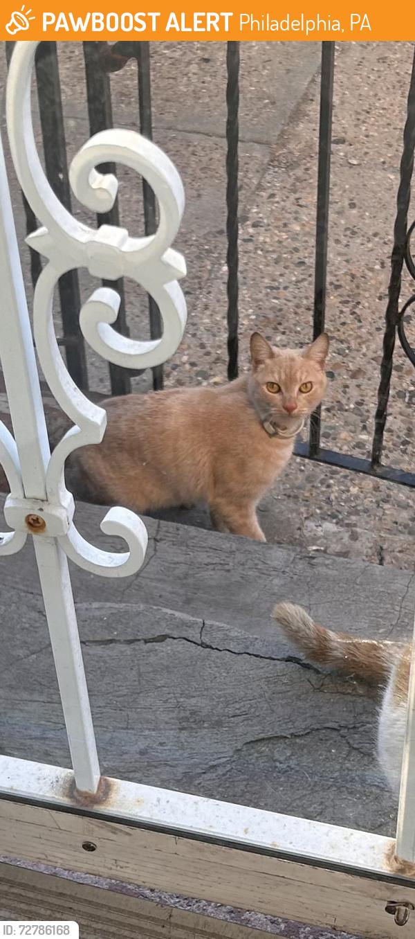 Found/Stray Unknown Cat last seen Rorer and Cambria st, Philadelphia, PA 19134