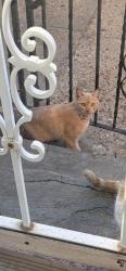 Found/Stray Unknown Cat last seen Rorer and Cambria st, Philadelphia, PA 19134
