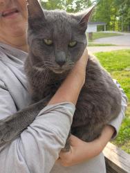 Found/Stray Unknown Cat last seen Near E Woodshire Drive , Knoxville, TN 37922
