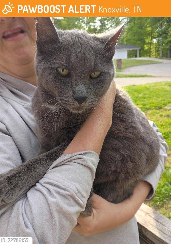 Found/Stray Unknown Cat last seen Near E Woodshire Drive , Knoxville, TN 37922
