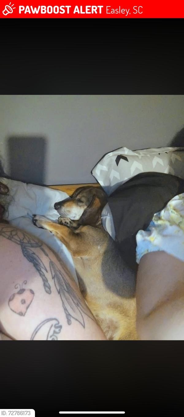 Lost Male Dog last seen Fleetwood , Easley, SC 29640