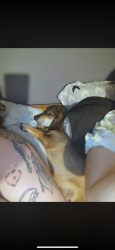 Lost Male Dog last seen Fleetwood , Easley, SC 29640