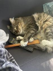 Lost Male Cat last seen Battle Creek area on White Bear and Lower Afton, Saint Paul, MN 55106