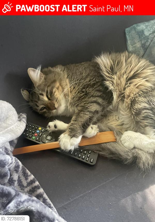 Lost Male Cat last seen Battle Creek area on White Bear and Lower Afton, Saint Paul, MN 55106