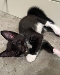 Shelter Stray Female Cat last seen Near Snapfinger Way Decatur, 30035, 30035, GA, Atlanta, GA 30341
