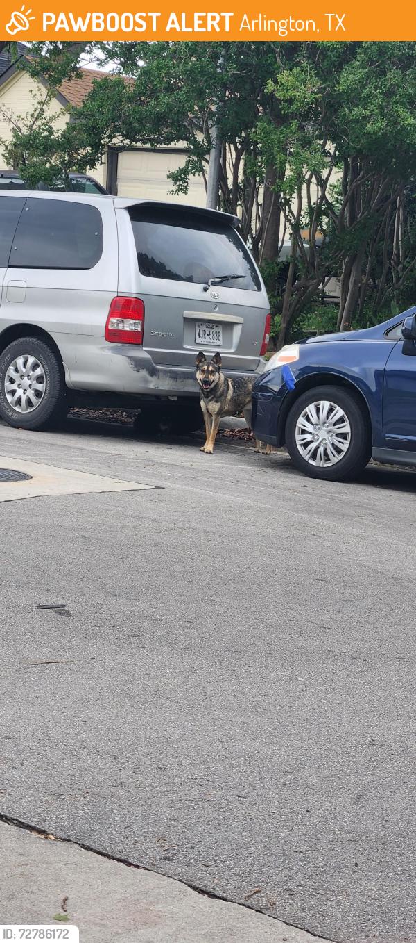 Found/Stray Female Dog last seen Nocona and Endicott, Arlington , Arlington, TX 76018