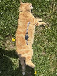 Found/Stray Unknown Cat last seen Smoketown Elementary School right driveway entrance right side in grass, Lancaster, PA 17602