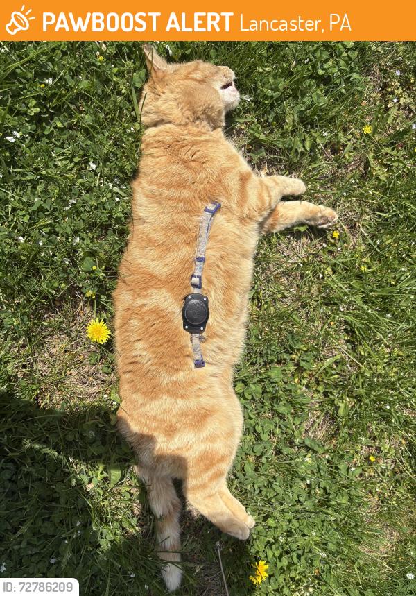 Found/Stray Unknown Cat last seen Smoketown Elementary School right driveway entrance right side in grass, Lancaster, PA 17602