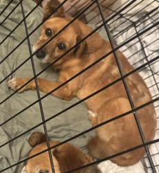 Lost Male Dog last seen Colima road and ybarra drive , Rowland Heights, CA 91748