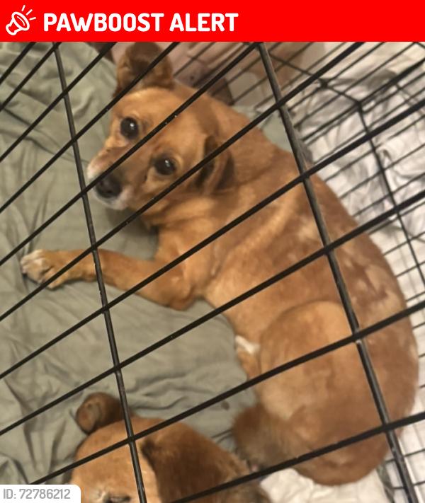 Lost Male Dog last seen Colima road and ybarra drive , Rowland Heights, CA 91748